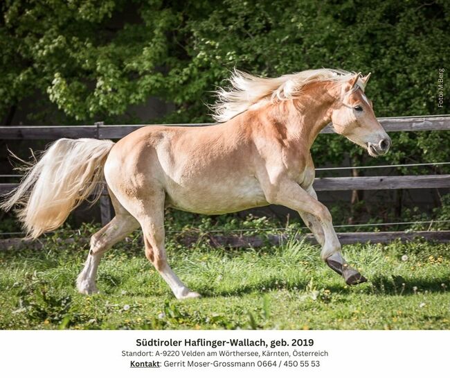 5jähriger Südtiroler Haflinger-Wallach, Andrea, Horses For Sale, Velden am Wörthersee, Image 5