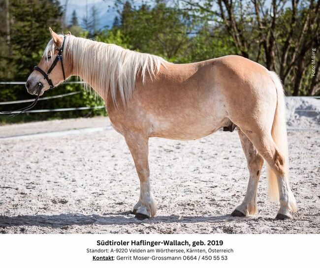 5jähriger Südtiroler Haflinger-Wallach, Andrea, Horses For Sale, Velden am Wörthersee, Image 7