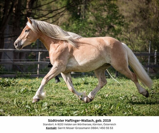 5jähriger Südtiroler Haflinger-Wallach, Andrea, Horses For Sale, Velden am Wörthersee, Image 9