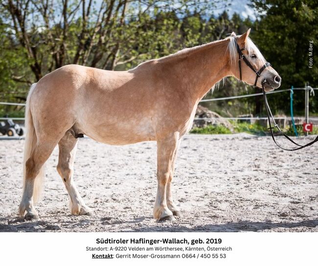 5jähriger Südtiroler Haflinger-Wallach, Andrea, Horses For Sale, Velden am Wörthersee, Image 10