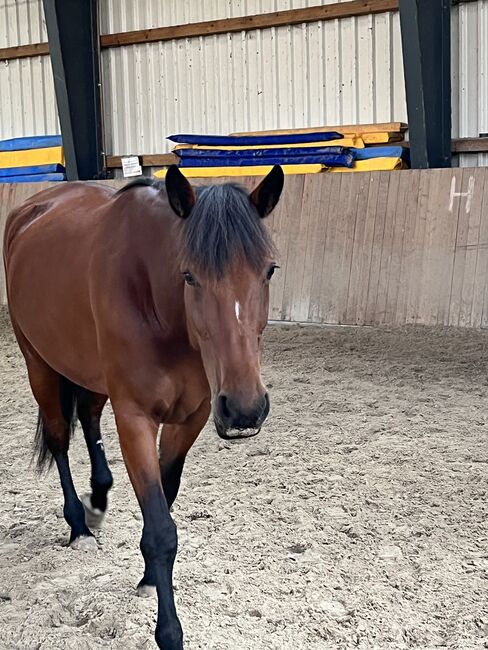5 jährige warmblütige Traberstute, Anja, Horses For Sale, Schwentinental , Image 4