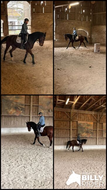 5jahre junger Wallach kwpn, Pauker Sabine , Horses For Sale, Grafing, Image 6