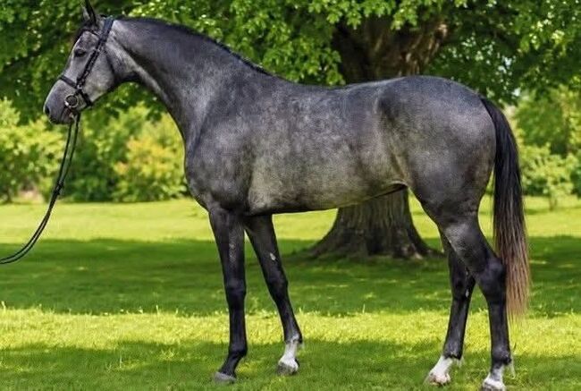 5600, Békéscsaba, nagyváti Szimonetta, Horses For Sale, Békéscsaba 