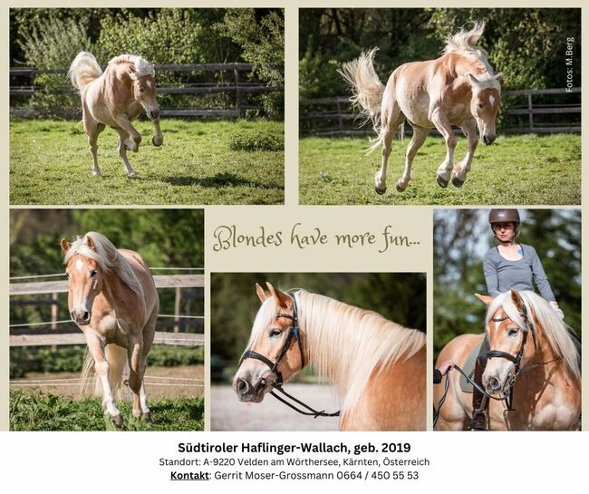 5jähriger Südtiroler Haflinger-Wallach, Andrea, Pferd kaufen, Velden am Wörthersee, Abbildung 2