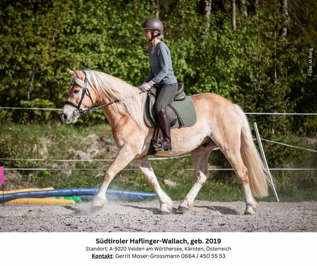 5jähriger Südtiroler Haflinger-Wallach, Andrea, Pferd kaufen, Velden am Wörthersee, Abbildung 8