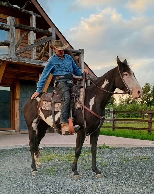5yo 14.3hh, Eimear Daly, Horses For Sale, Co. Westmeath, Image 2