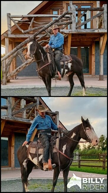 5yo 14.3hh, Eimear Daly, Konie na sprzedaż, Co. Westmeath, Image 3
