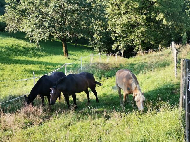 5j. Haflinger Wallach, Katharina Wieser , Horses For Sale, Freidorf an der Laßnitz, Image 5