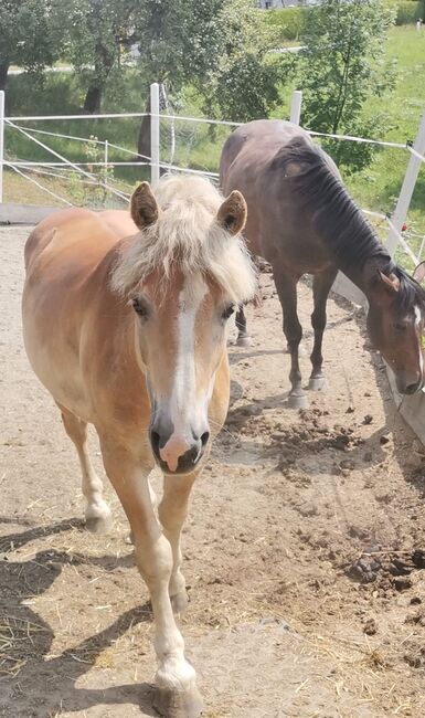 5j. Haflinger Wallach, Katharina Wieser , Horses For Sale, Freidorf an der Laßnitz, Image 7