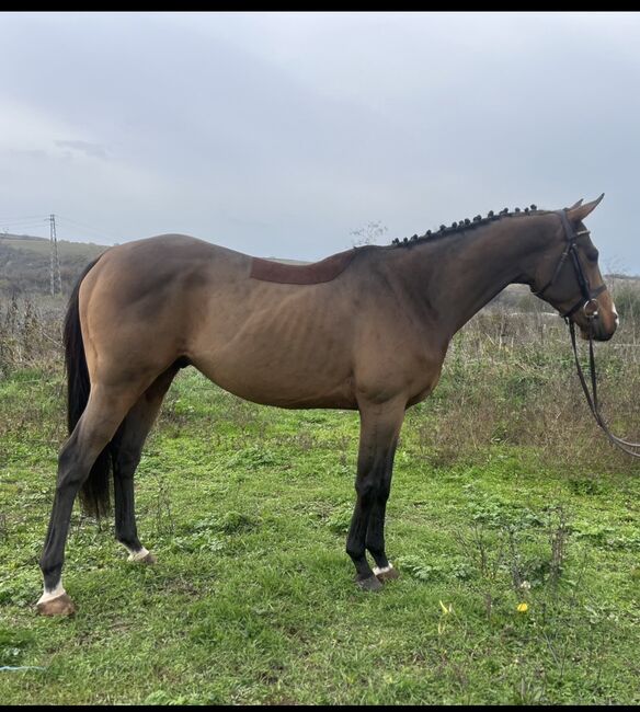 5yo thoroughbred gelding, Alex, Pferd kaufen, Ruse