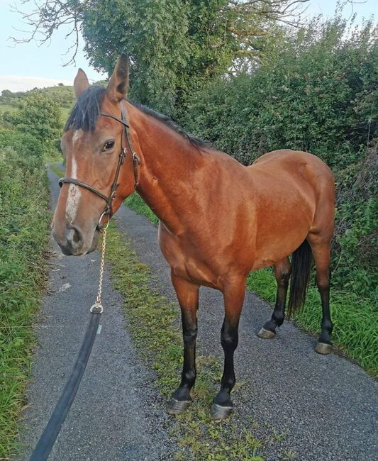 ###5yr, filly, 15.3h###, Patrick Gilmartin, Horses For Sale, CARRICK-ON-SHANNON, Image 2