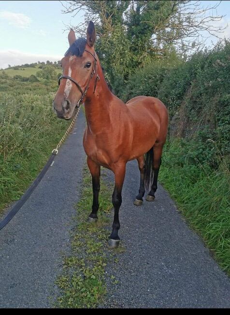 ###5yr, filly, 15.3h###, Patrick Gilmartin, Horses For Sale, CARRICK-ON-SHANNON, Image 3