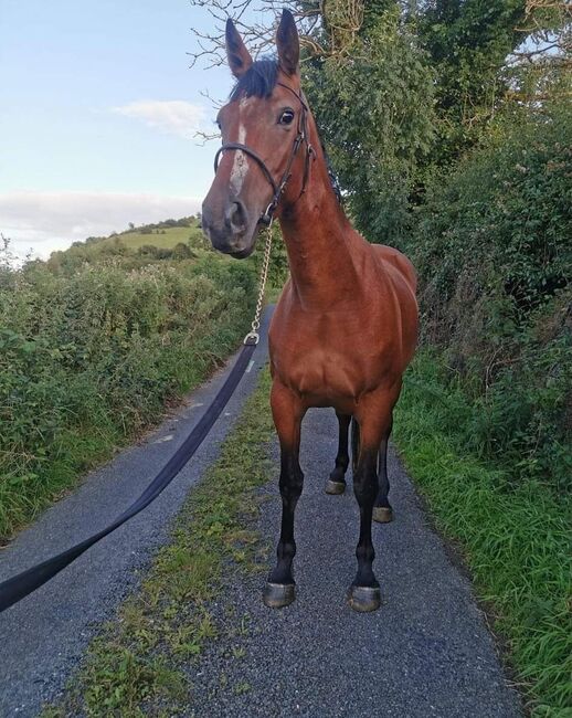 ###5yr, filly, 15.3h###, Patrick Gilmartin, Horses For Sale, CARRICK-ON-SHANNON, Image 4