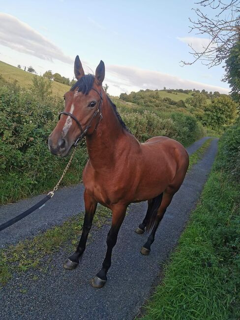 ###5yr, filly, 15.3h###, Patrick Gilmartin, Horses For Sale, CARRICK-ON-SHANNON, Image 5