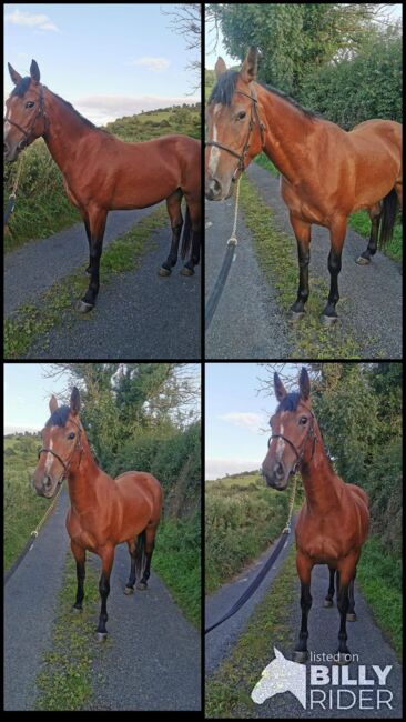 ###5yr, filly, 15.3h###, Patrick Gilmartin, Horses For Sale, CARRICK-ON-SHANNON, Image 8