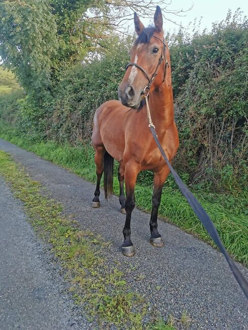 ###5yr, filly, 15.3h###, Patrick Gilmartin, Horses For Sale, CARRICK-ON-SHANNON, Image 6