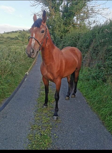 ###5yr, filly, 15.3h###, Patrick Gilmartin, Pferd kaufen, CARRICK-ON-SHANNON, Abbildung 3