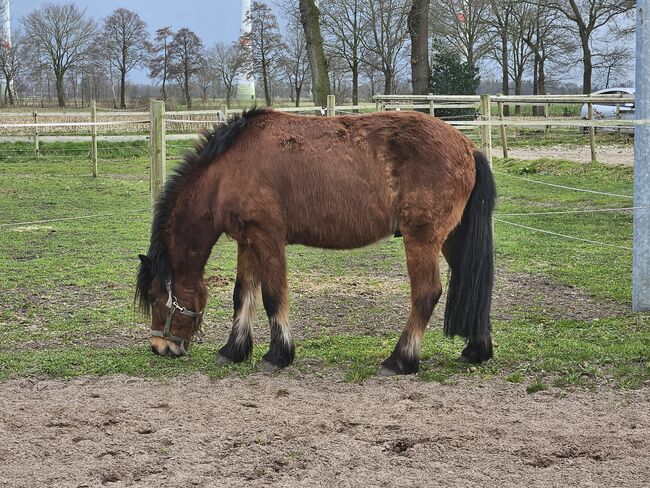 6.5jährigen, sensiblen Isländer, K. Gerner-Endig , Konie na sprzedaż, Westerstede