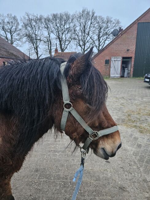 6.5jährigen, sensiblen Isländer, K. Gerner-Endig , Horses For Sale, Westerstede, Image 2