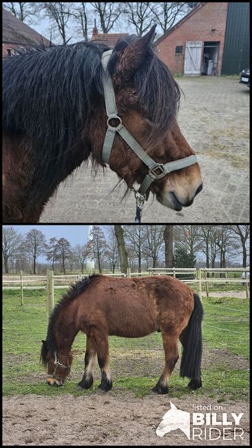 6.5jährigen, sensiblen Isländer, K. Gerner-Endig , Horses For Sale, Westerstede, Image 3