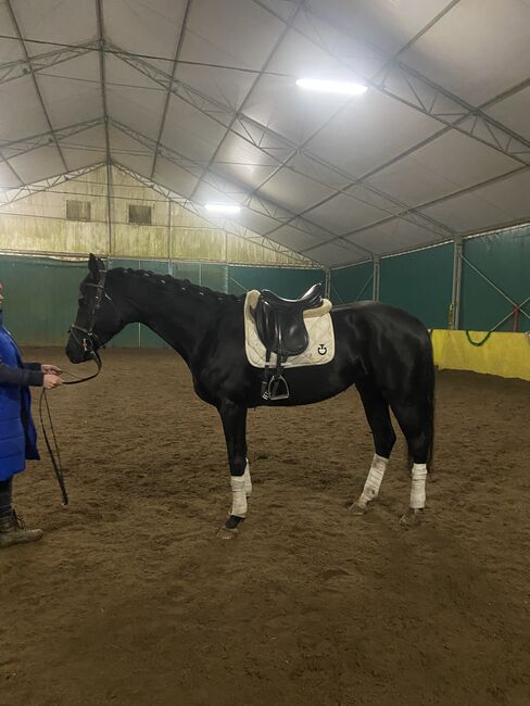 6 yo dressage mare, Ewa Roszkowska, Pferd kaufen, Kłaczyna , Abbildung 5