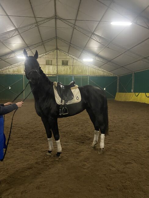 6 yo dressage mare, Ewa Roszkowska, Pferd kaufen, Kłaczyna , Abbildung 4