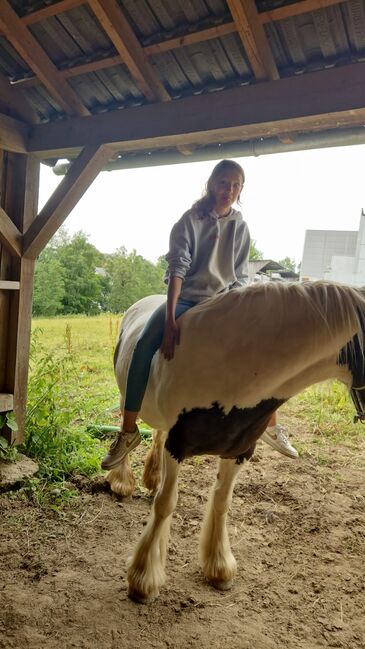 6 Jahre alte Tinkerstute halb  ausgebildet, Jean , Pferd kaufen, Neunkirchen seelscheid, Abbildung 3