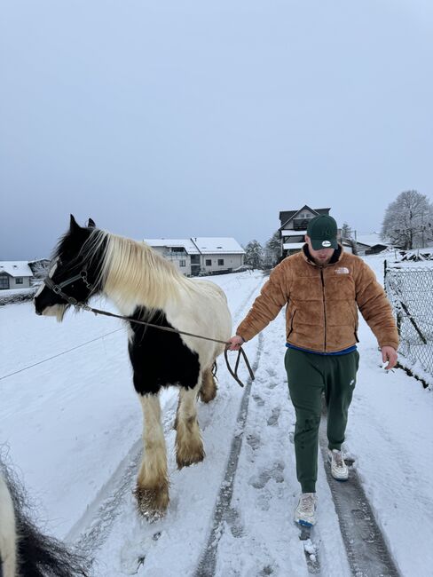 6 Jahre alte Tinkerstute halb  ausgebildet, Jean , Pferd kaufen, Neunkirchen seelscheid, Abbildung 7