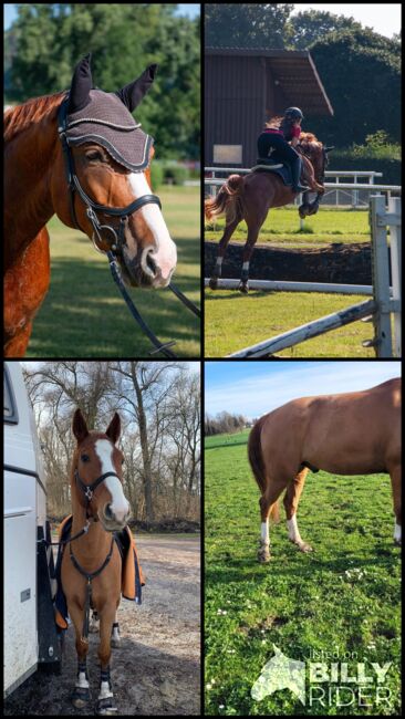 6 jähriges kleines deutsches Sportpferd, Fabienne Studerus, Horses For Sale, Niederhasli, Image 6