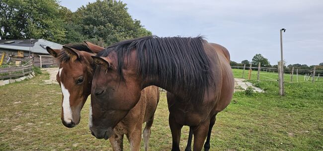6 jährige Englische Vollblutstute, Franziska, Horses For Sale, Ahrensbök , Image 2