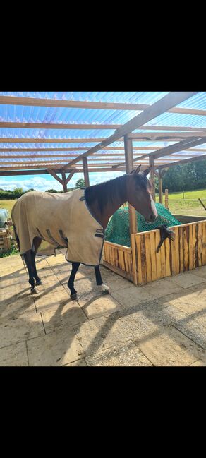 6 jährige Englische Vollblutstute, Franziska, Horses For Sale, Ahrensbök , Image 3