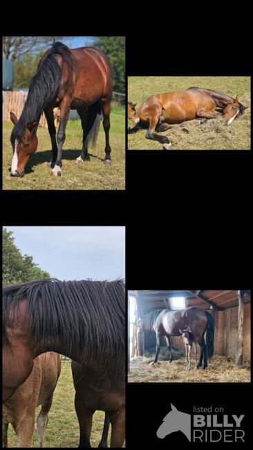 6 jährige Englische Vollblutstute, Franziska, Horses For Sale, Ahrensbök , Image 8