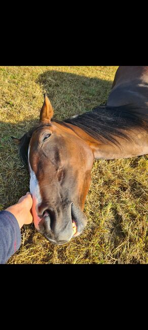 6 jährige Englische Vollblutstute, Franziska, Horses For Sale, Ahrensbök , Image 6