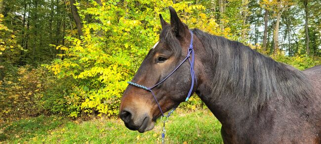 6 jähriger Noriker, Nadine Breier , Horses For Sale, Am Ettersberg , Image 5