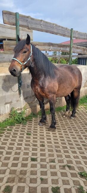 6 jähriger Noriker, Nadine Breier , Horses For Sale, Am Ettersberg , Image 9