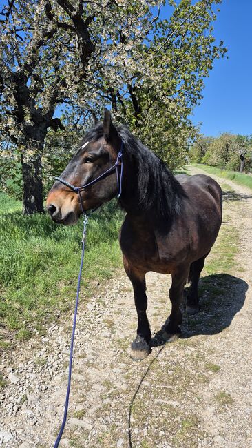 6 jähriger Noriker, Nadine Breier , Horses For Sale, Am Ettersberg 