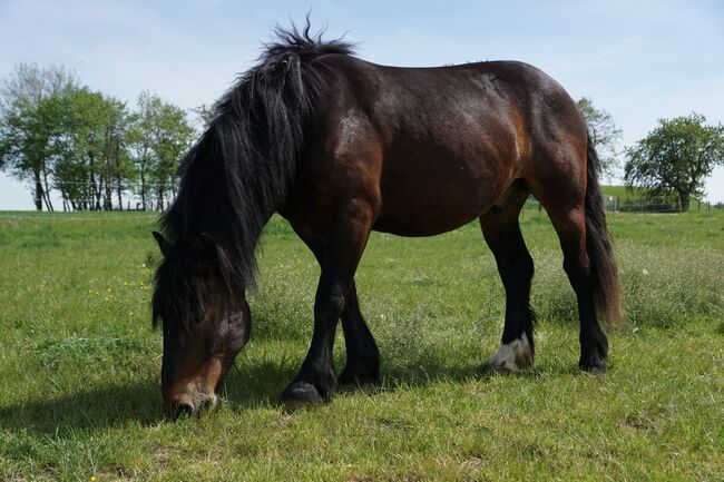 6 jähriger Noriker, Nadine Breier , Horses For Sale, Am Ettersberg , Image 8