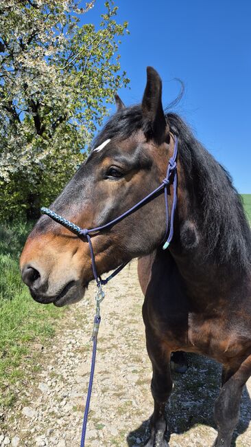 6 jähriger Noriker, Nadine Breier , Horses For Sale, Am Ettersberg , Image 2