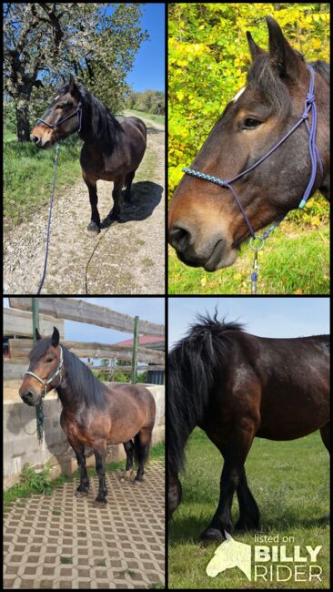 6 jähriger Noriker, Nadine Breier , Horses For Sale, Am Ettersberg , Image 10