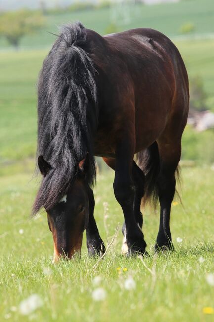 6 jähriger Noriker, Nadine Breier , Horses For Sale, Am Ettersberg , Image 6