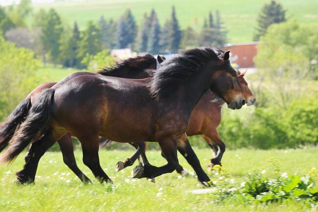 6 jähriger Noriker, Nadine Breier , Horses For Sale, Am Ettersberg , Image 7