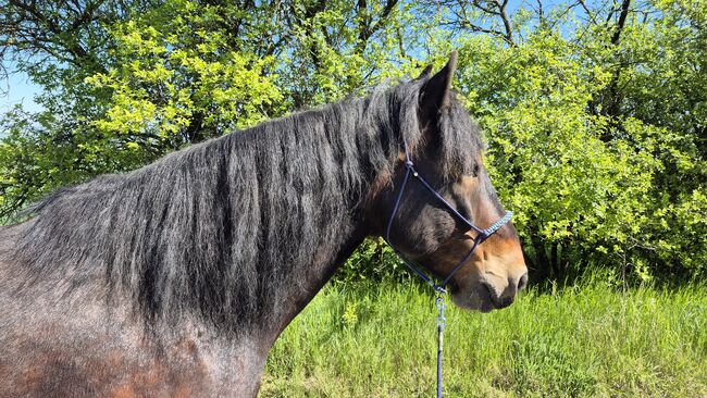 6 jähriger Noriker, Nadine Breier , Horses For Sale, Am Ettersberg , Image 3