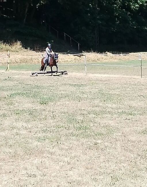 6 jährige pony Stute, Anika Fuchs, Horses For Sale, Idar- Oberstein, Image 2