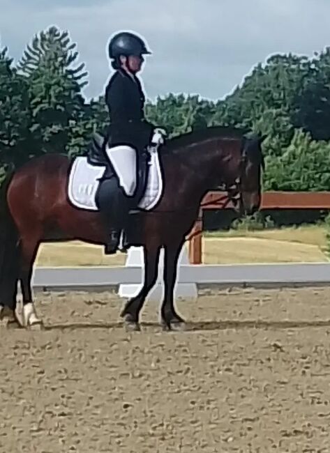 6 jährige pony Stute, Anika Fuchs, Horses For Sale, Idar- Oberstein, Image 3