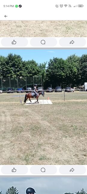 6 jährige pony Stute, Anika Fuchs, Horses For Sale, Idar- Oberstein, Image 4