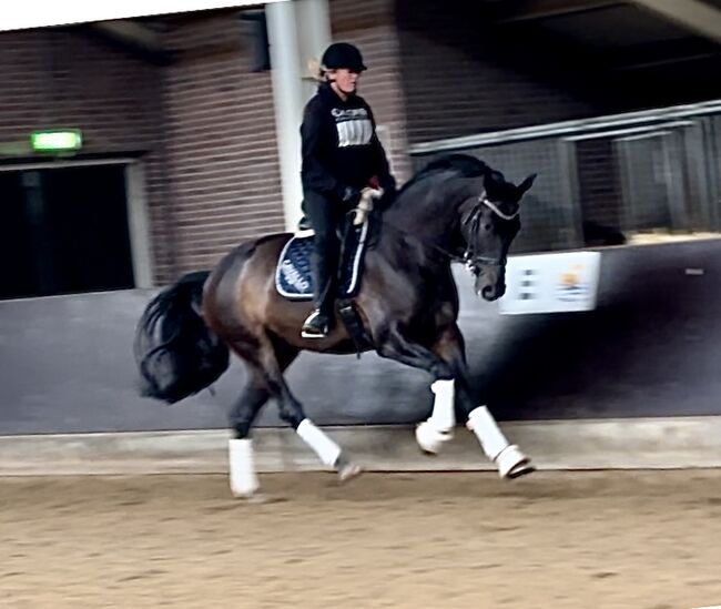 6 jährige Dressur Wallach, Shirley Meijer, Horses For Sale, Image 4