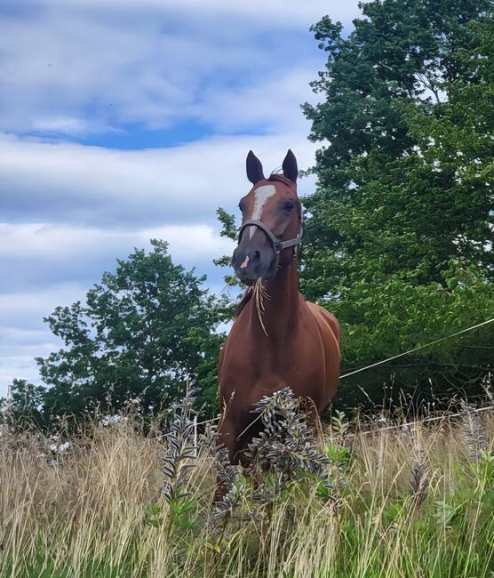 6 jährige Dunkelfuchsstute, Anne Kolipost , Pferd kaufen, Schwallungen