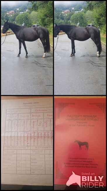 6 jährige Stute, Manuela Leuze , Pferd kaufen, Zenting, Abbildung 5