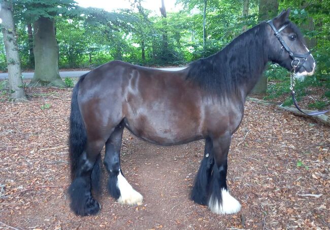 6 jarige tinker merrie super braaf 1,36 groot L2 dressuur, Harry, Pferd kaufen, Ter Apel, Abbildung 2