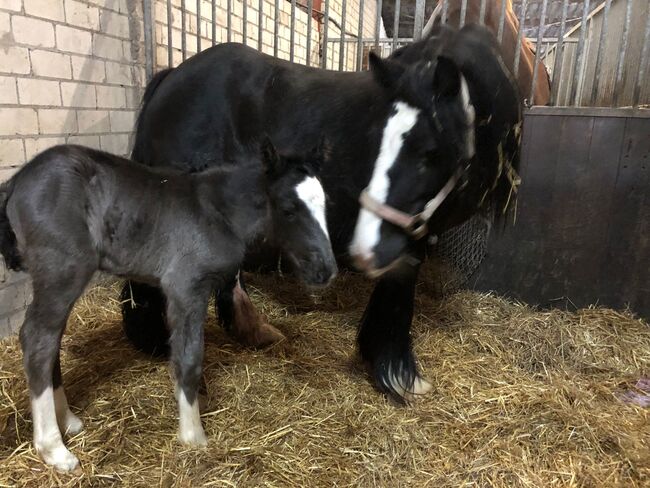 6 jarige tinker merrie super braaf 1,36 groot L2 dressuur, Harry, Pferd kaufen, Ter Apel, Abbildung 16